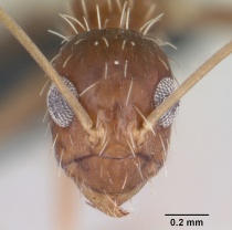 Paratrechina longicornis casent0063128 head 1.jpg