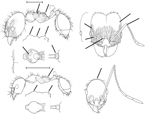 Pheidole bergi Wilson 2003.jpg