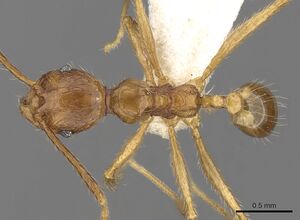 Pheidole inornata casent0281671 d 1 high.jpg