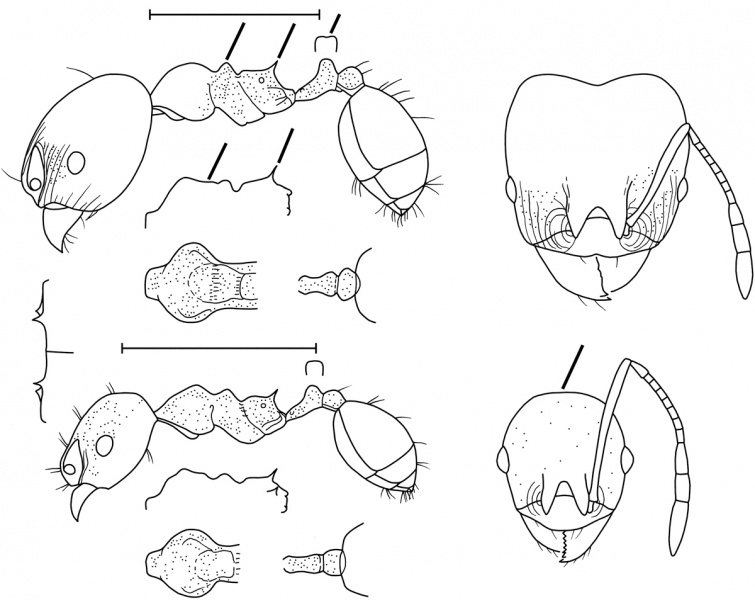 File:Pheidole laidlowi Wilson 2003.jpg