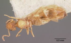 Plagiolepis exigua casent0101304 dorsal 1.jpg