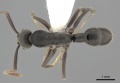 Platythyrea quadridenta casent0260484 d 1 high.jpg