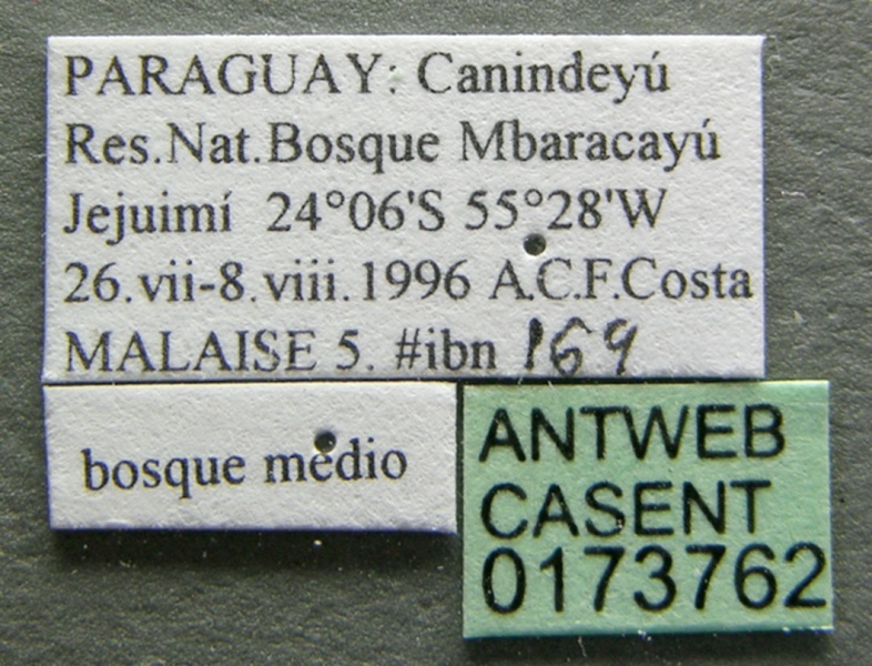 File:Pseudomyrmex gracilis casent0173762 label 1.jpg