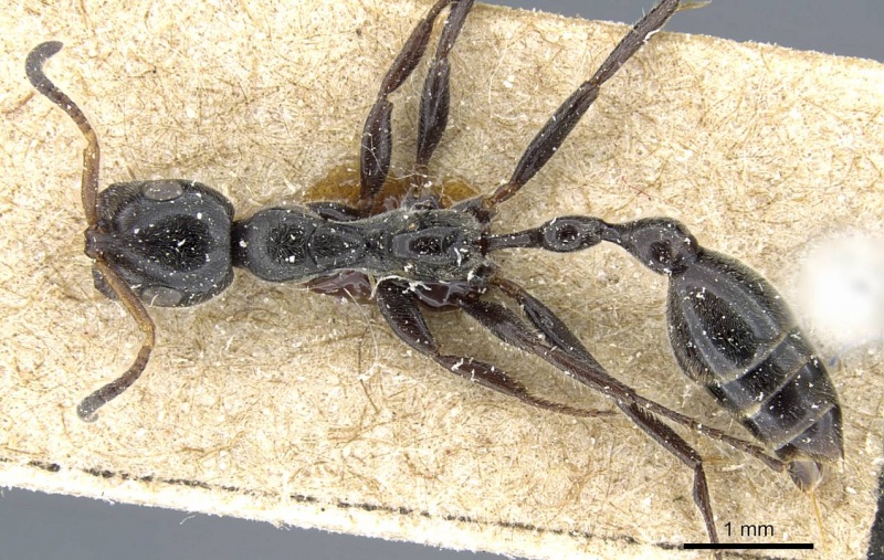 File:Tetraponera attenuata casent0905747 d 1 high.jpg