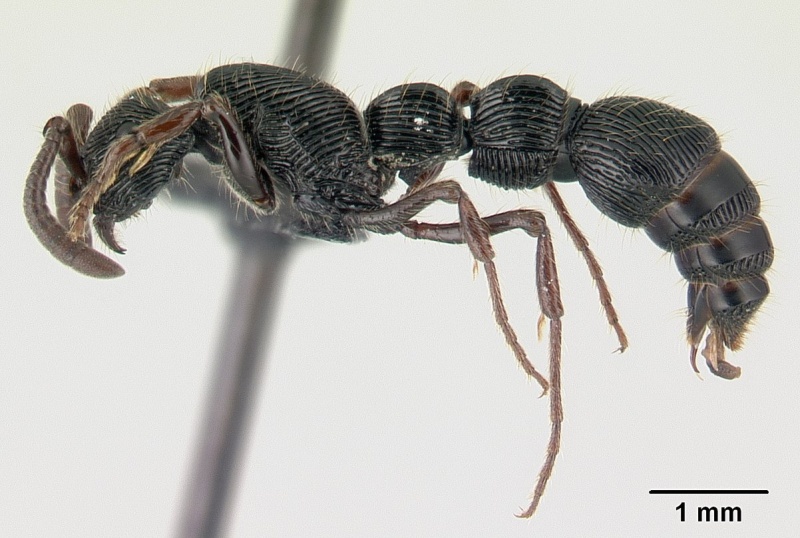 File:Cerapachys crawleyi casent0179461 profile 1.jpg