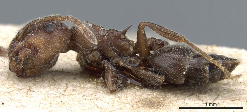 File:Crematogaster chiarinii casent0904518 p 1 high.jpg