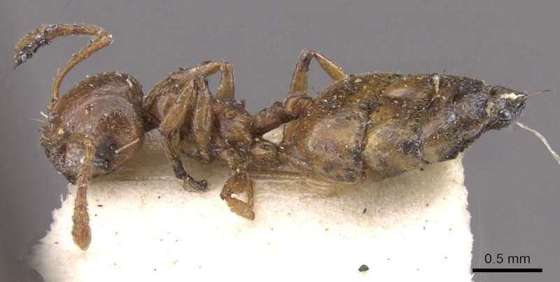 File:Crematogaster neuvillei casent0908544 p 1 high.jpg