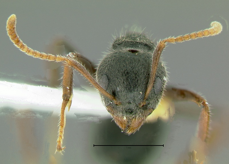 File:Dolichoderus-thoracicusH4x.jpg