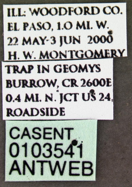 File:Lasius claviger casent0103541 label 1.jpg