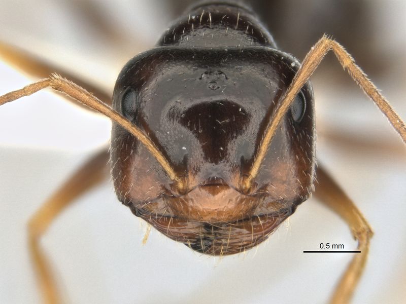 File:Melophorus oblongiceps major head ANIC32-900057.jpg