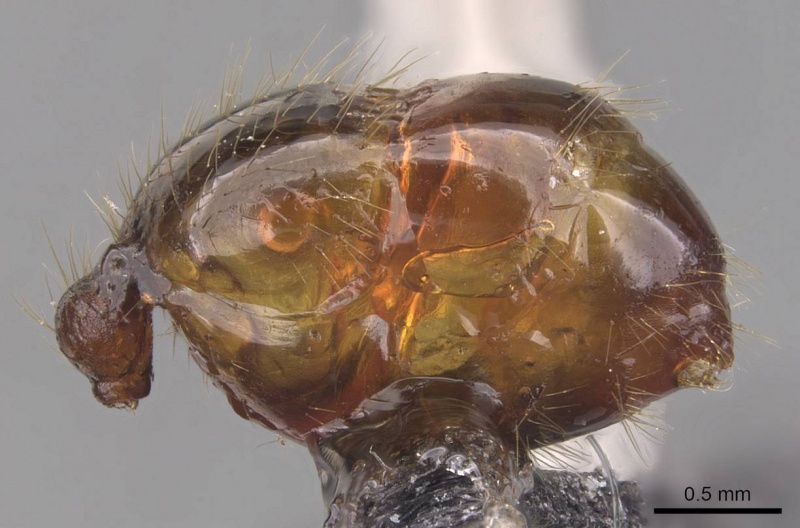 File:Pheidole magna casent0905883 p 2 high.jpg