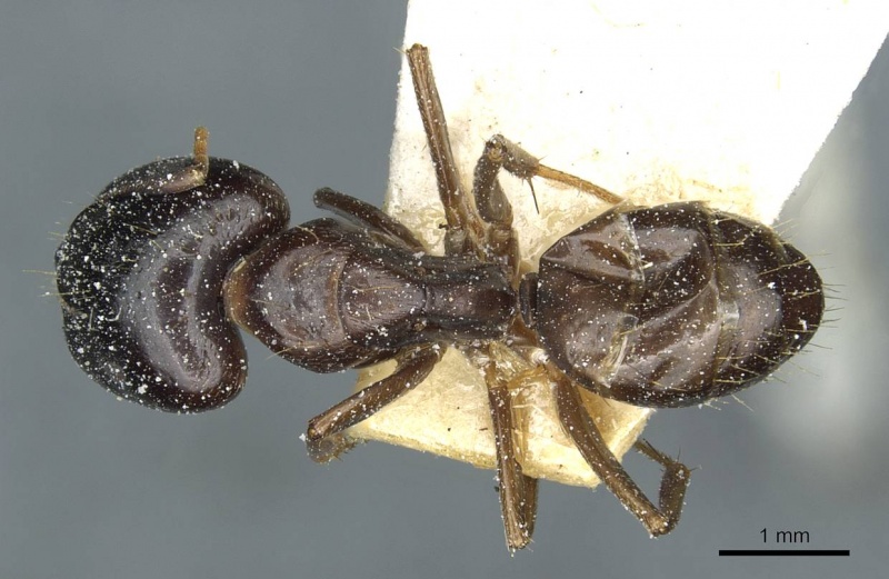 File:Camponotus roubaudi casent0912034 d 1 high.jpg