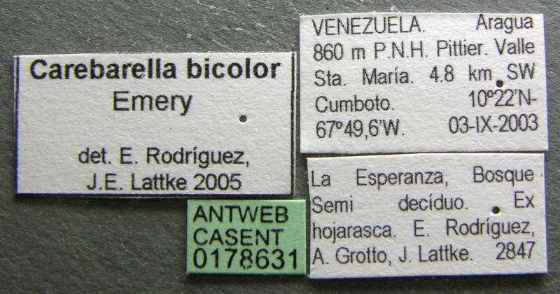 File:Carebarella bicolor casent0178631 label 1.jpg