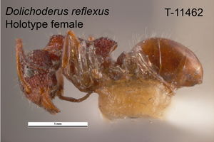 Dolichoderus reflexus T11462 holotype female lateral (Mus. Vic.).jpg