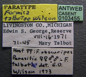 Formica talbotae casent0103455 label 1.jpg