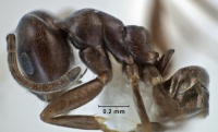 Iridomyrmex difficilis side view