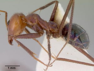 Iridomyrmex galbanus side view