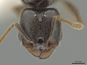 Pheidole laselvoides CASENT0619485 h.jpg