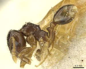 Pheidole pullula casent0913444 p 1 high.jpg