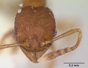 Pheidole rudigenis casent0178050 head 1.jpg