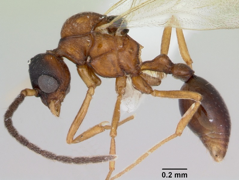 File:Pilotrochus besmerus casent0103322 profile 1.jpg