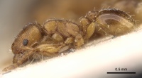 Tetramorium poweri casent0280861 p 1 high.jpg