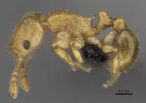 Tetramorium rala casent0046163 p 1 high.jpg