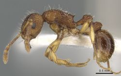 Tetramorium urbanii casent0901068 p 1 high.jpg