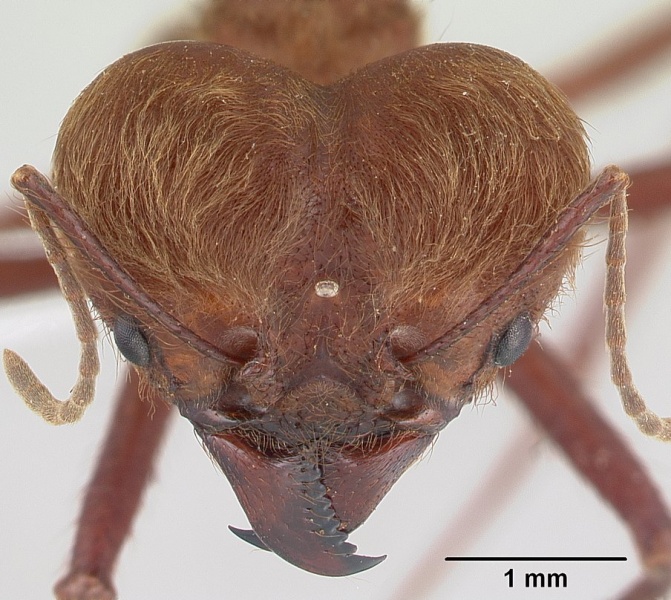 File:Atta cephalotes casent0173617 head 1.jpg