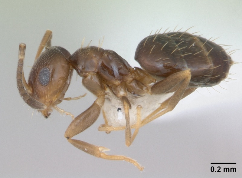 File:Brachymyrmex patagonicus casent0173480 profile 1.jpg