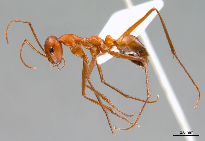 File:Cataglyphis setipes antweb1008064 p 2 high.jpg