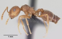 Crematogaster navajoa casent0064826 profile 1.jpg