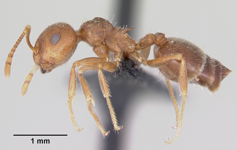 File:Crematogaster navajoa casent0064826 profile 1.jpg