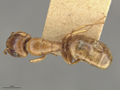 MCZ-ENT00021577 Camponotus claviscapus occultus had.jpg