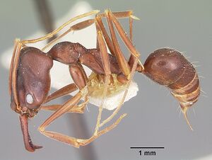 Odontomachus troglodytes casent0104654 profile 1.jpg