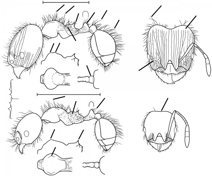 File:Pheidole caracalla Wilson 2003.jpg