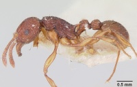 Tetramorium andrei casent0101281 profile 1.jpg