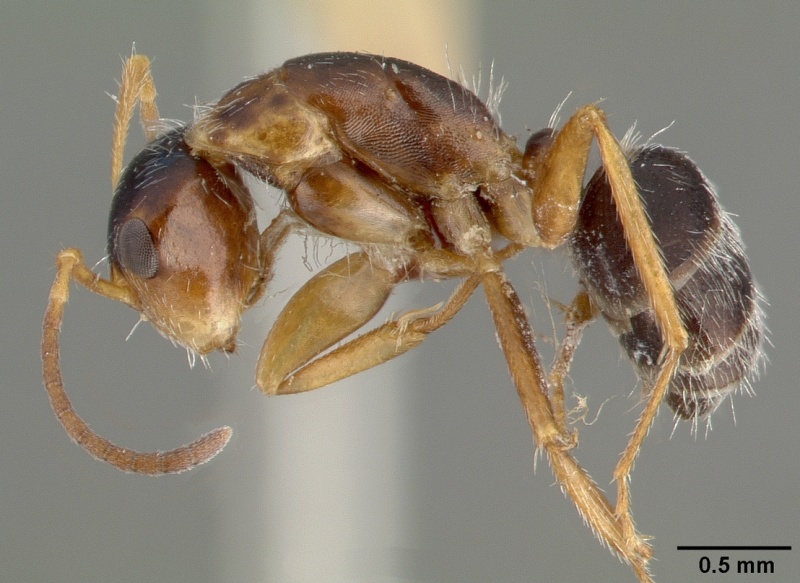 File:Camponotus tepicanus castype00605 profile 1.jpg