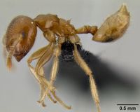 Crematogaster volamena casent0122851 p 1 high.jpg