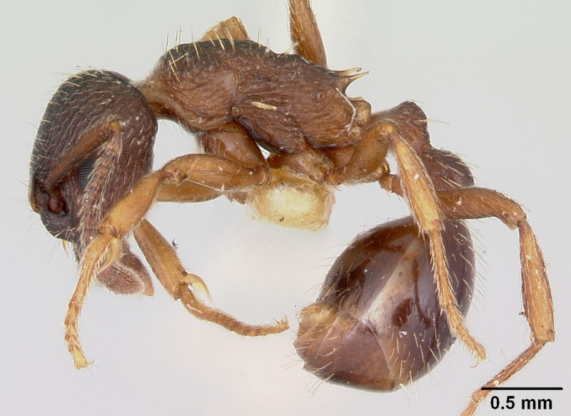 File:Myrmica lobifrons casent0105638 profile 1.jpg