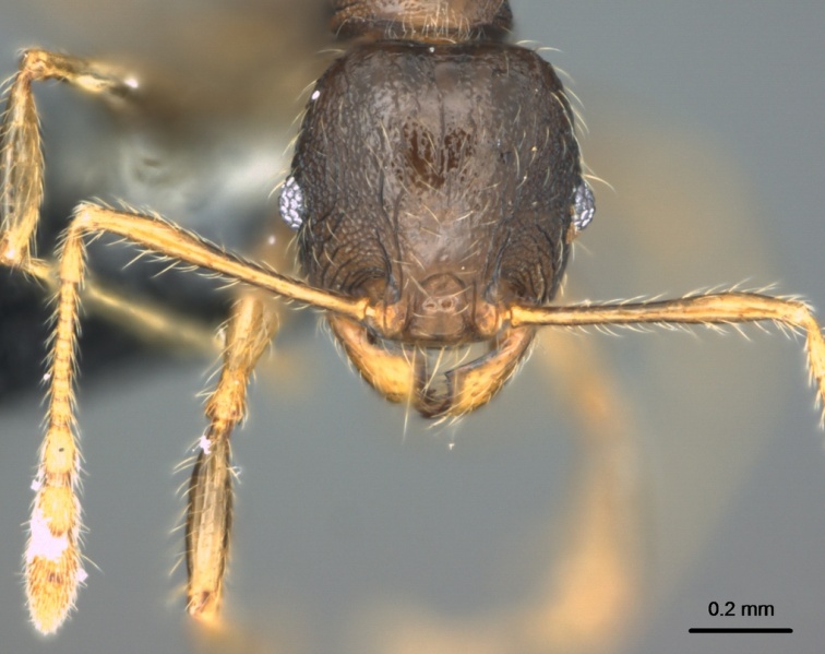 File:Pheidole knowlesi casent0183983 h 1 high.jpg