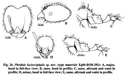 Pheidole lucioccipitalis.jpg