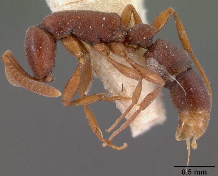 File:Probolomyrmex filiformis casent0102141 profile 1.jpg