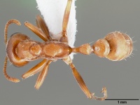 Pseudomyrmex spinicola casent0005800 dorsal 1.jpg