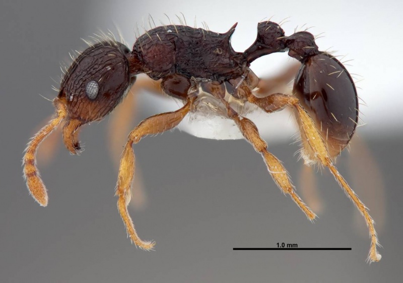 File:Tetramorium lucayanum fmnhins0000047312 p 1 high.jpg