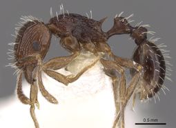 Tetramorium tychadion casent0901210 p 1 high.jpg