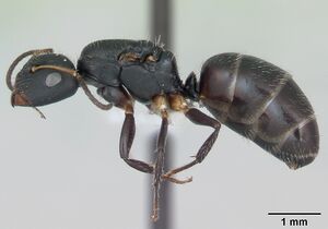 Camponotus iheringi casent0173426 profile 1.jpg