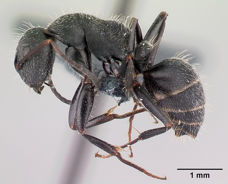 File:Camponotus kiesenwetteri casent0179872 p 1 high.jpg