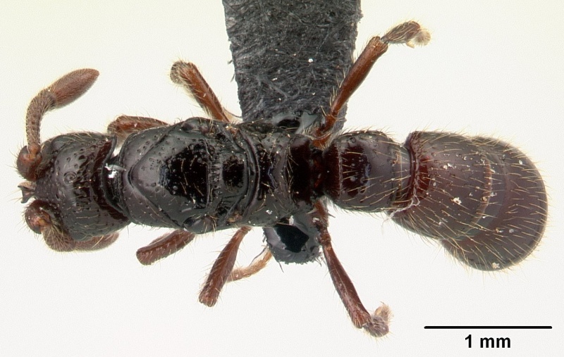 File:Cerapachys lividus casent0150747 dorsal 1.jpg