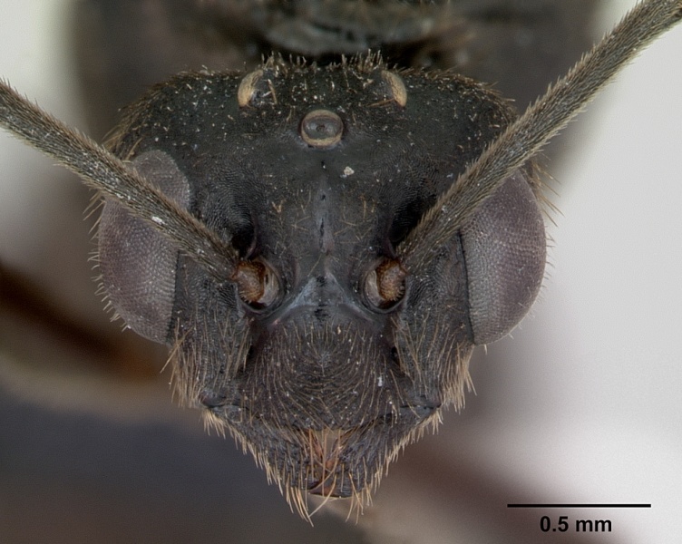 File:Formica exsecta casent0173163 head 1.jpg